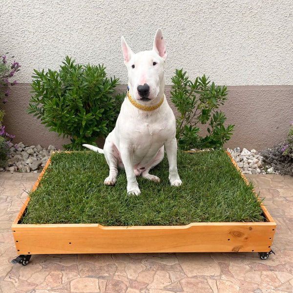 Baño ecológico para perro- tamaño grande pasto natural